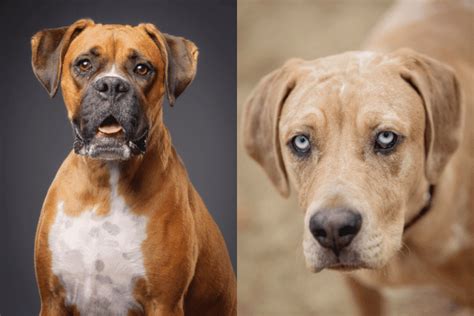 Boxer Catahoula Mix Probably Not The Breed For You