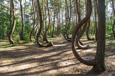 The Wonderfully Weird Crooked Forest Of Poland Travelsewhere