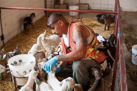 Prison Labor And Goat Dairies A Response Part 2 Huffpost