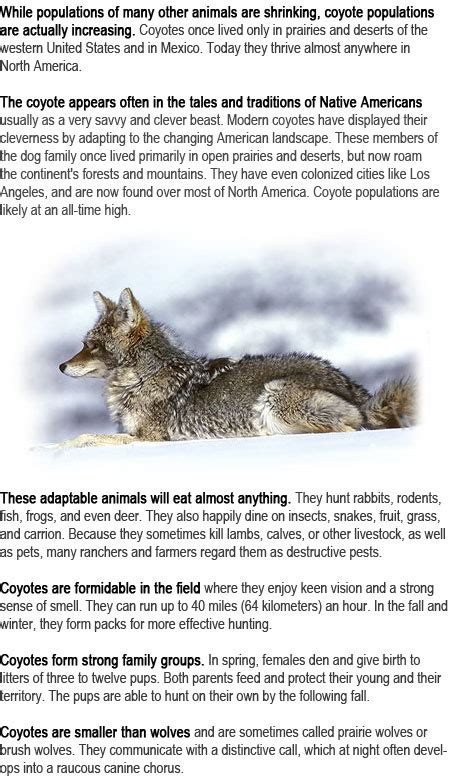 Coyote Facts For Kids Childhood Education