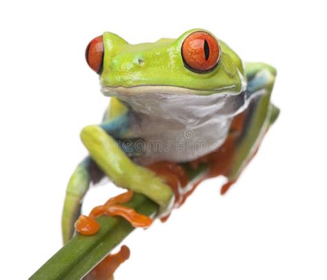 Red Eyed Tree Frog Agalychnis Callidryas Stock Photo Image Of