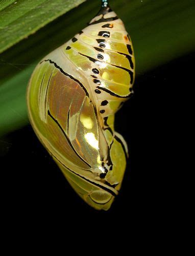 Butterfly Chrysalis Stunning Transformation