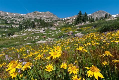 Indian Peaks Summer Wildflowers A Mountain Landscape Photograph By