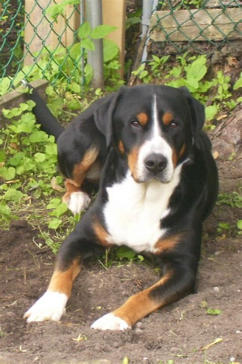 Pin By Dog Breeds On Greater Swiss Mountain Dog Entlebucher Mountain