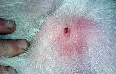 The Best Way How To Remove A Tick From A Dog Safely At Home Know How