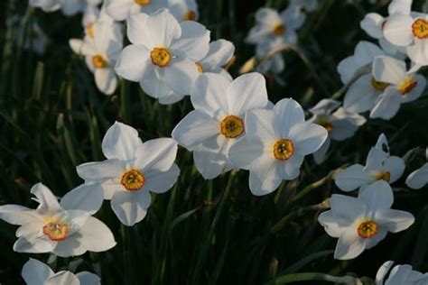 Buy Poeticus Daffodil Bulbs Narcissus Actaea £249 Delivery By Crocus