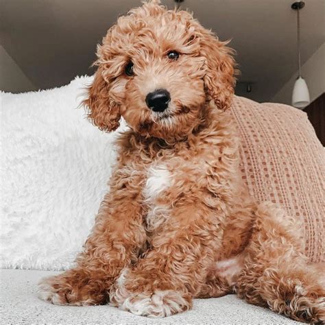 Top 7 Low Energy Hypoallergenic Dogs That Dont Shed 2024 We Love