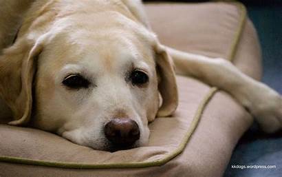Labrador Lab Yellow Wallpapers Retriever Desktop Dog