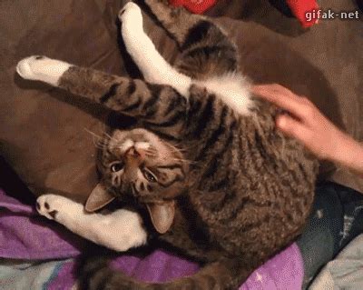 Pin On Cat Gifs And Videos