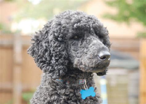 Learn About The Standard Poodle Dog Breed From A Trusted Veterinarian