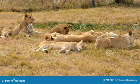 A Lions Resting In The Late Afternoon Sun Stock Image Image Of Pair