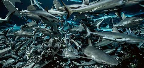 Facts About Sharks Everything You Need To Know About Sharks Ocean