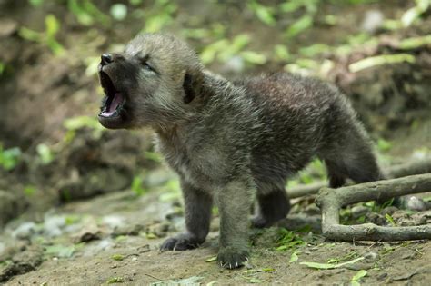 Zooborns — Arctic Wolf Cubs Can Howl With The Best Of Them