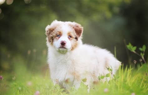 Deswegen haben wir für euch eine kleine aber feine auswahl der schönsten süßen hundenamen für schmusehunde. Desktop Hintergrundbilder welpen Shepherd hund Australian ...