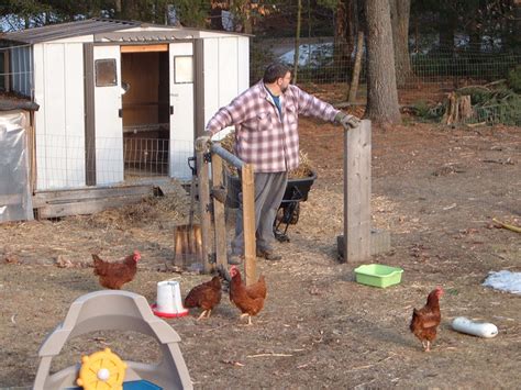 routines every chicken keeper should follow