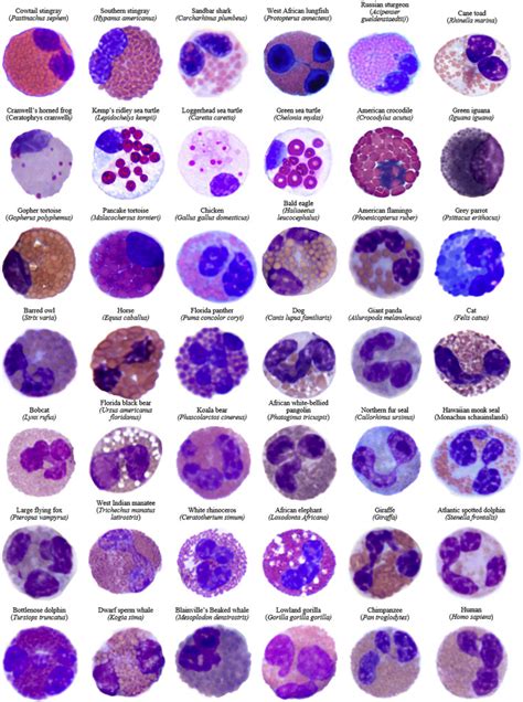 A Tribute To Eosinophils From A Comparative And Evolutionary