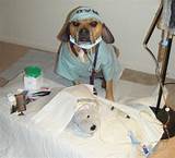 Images of Holistic Dog Doctor