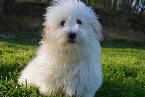 Coton De Tulear Dog Breeds Facts Advice And Pictures