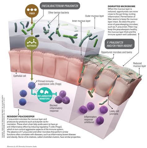 How Microbes Keep Us Healthy Infographic Scientific American