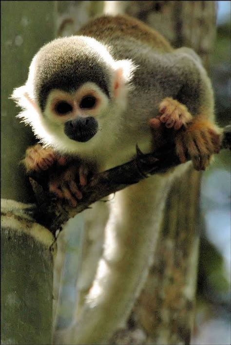 Squirrel Monkey Squirrel Monkeys Live In The Tropical Forests Of