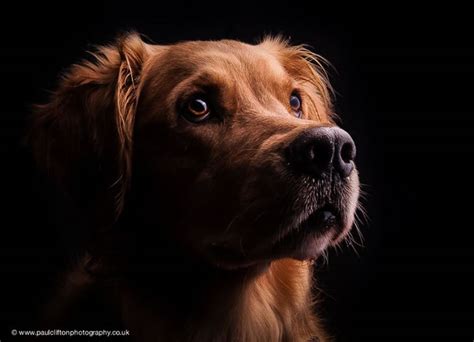 Amazing Dog Portraits By Professional Photographers