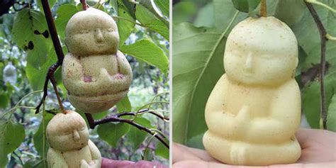Fruit Growing Genius Shapes Pears Into Tiny Buddhas Huffpost