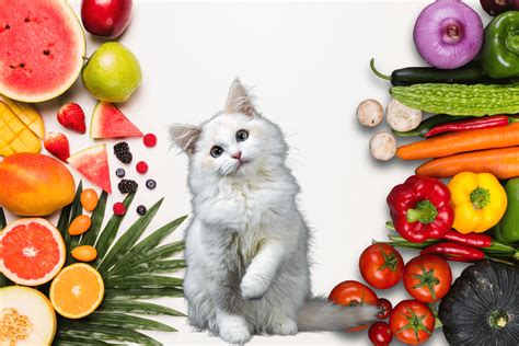 The Truth About Vegan Diets For Cats Two Crazy Cat Ladies