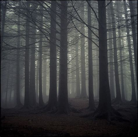 Haunting Pine Wood In Norway Misty Forest Dark Forest Nature