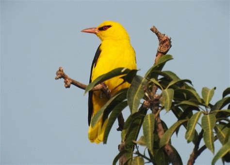 15 Most Common City Birds Of India