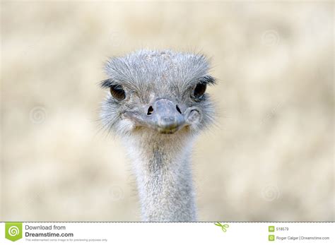 Ostrich Smile Stock Image Image Of Camelus Goofy Flightless 518579