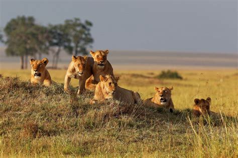 Best Time To Visit Serengeti National Park When To Go And What To Do