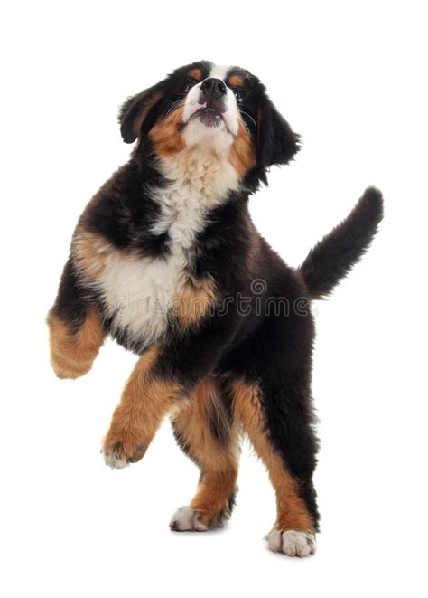 Adorable Bernese Mountain Dog Puppy Stock Image Image Of Isolated