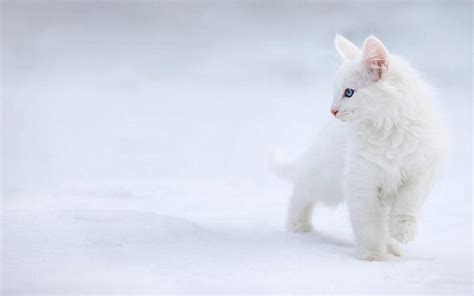 Cute White Cat Wallpapers For Desktop Wallpaper Cave
