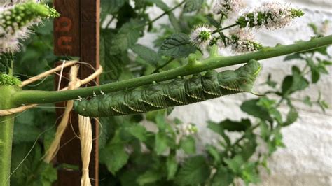 Tomato Hornworm Manduca Quinquemaculata Caterpillar Youtube