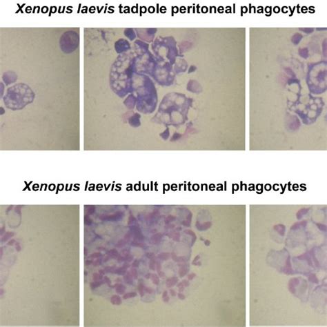 Electron Micrographs Of Peritoneal Macrophages From Fv3 Infected