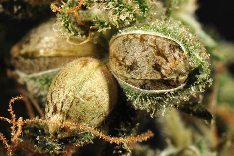 Can You Tell If A Cannabis Seed Is Male Or Female Potguide