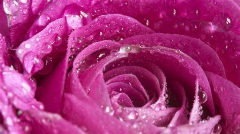 Pink Rose With Water Drops On It Download Hd Wallpapers And Free Images