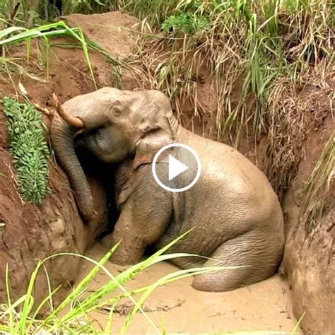 The Heartbreaking Plight Of A Poor Elephant Trapped In A Muddy Pit A