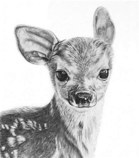 Realistic Cool Drawings Of Animals Clickandno4