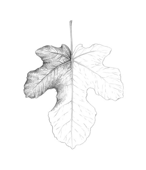 Pencil Drawing Leaf Bestpencildrawing