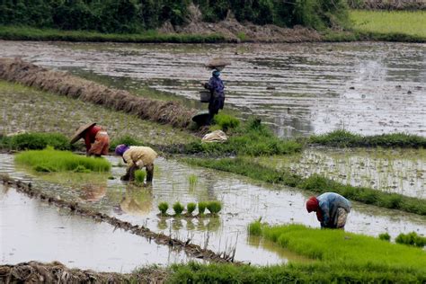 Employment Shifts To Rural Areas In 2016 Adb Business The Jakarta Post