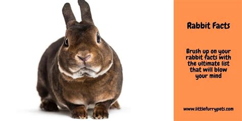 15 Awesome Rabbit Facts We Bet You Didnt Know