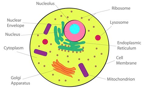 Chapter 8 Cell Structure And Functions Class 8 Ncert Solutions Science