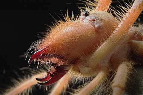 Warning potentially scary images: Fearsome jaw of camel spider unveiled
