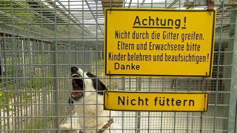Tierheim Heidenheim Voll Unvermittelbare Hunde Bereiten Probleme Swr