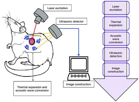 Schematic Representation Of Working Principle Of Photoacoustic Imaging