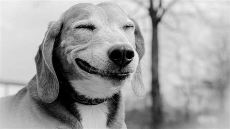 Smiling Dog Smiling Puppy Animal Dog Hd Wallpaper Peakpx