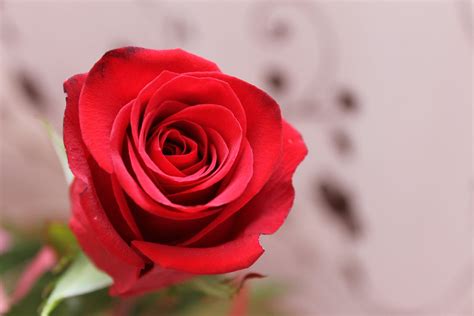 Free Stock Photo Of Flower Red Roses