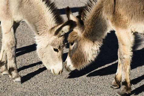 Donkeys In Love Free Stock Photo Public Domain Pictures