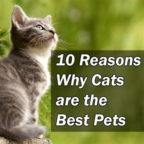 10 Reasons Why Cats Are The Best Pets Pethelpful